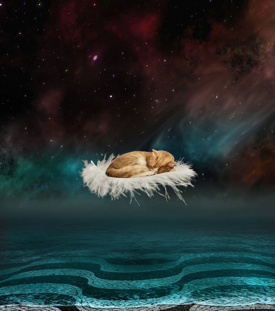 fantasy, water, cat, starry sky, paving stones, feather, composing, photomontage, night, evening