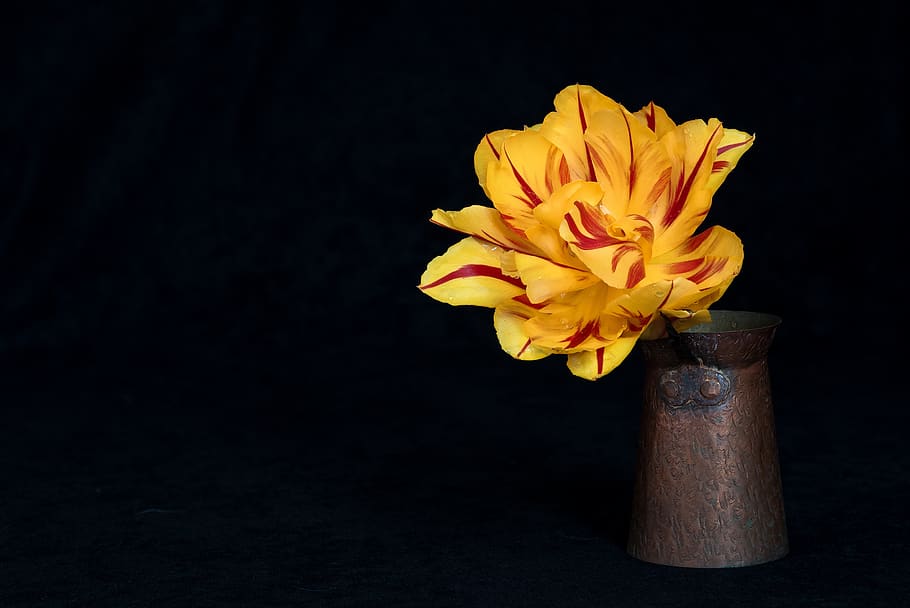 tulip, flower, yellow, yellow flower, yellow tumor, blossom, bloom, petals, vase, flower vase