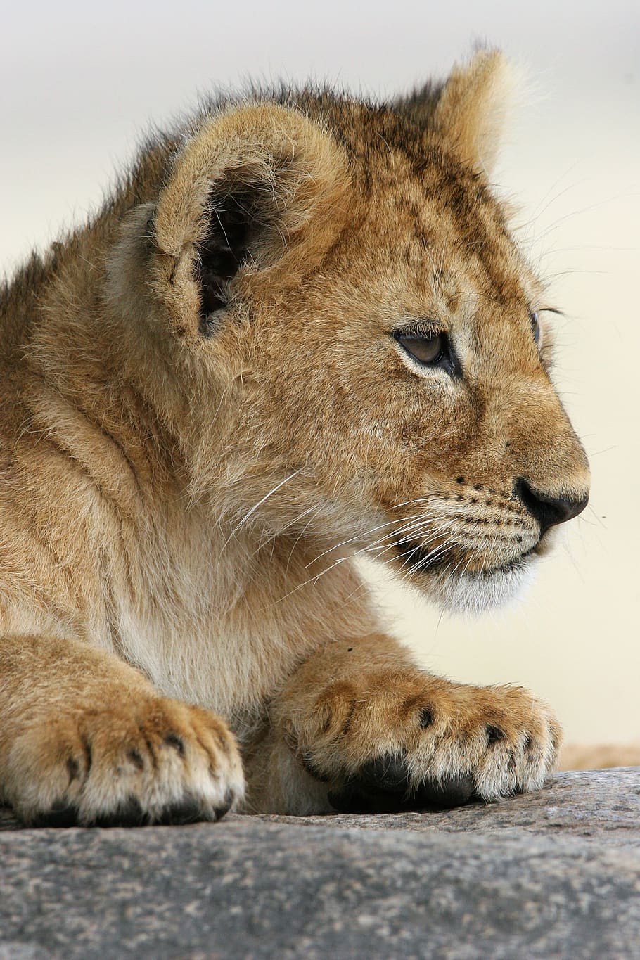 bebé animal, león, áfrica, vida silvestre, cachorro de león, bebés león, infancia, Temas de animales, fauna animal, animal