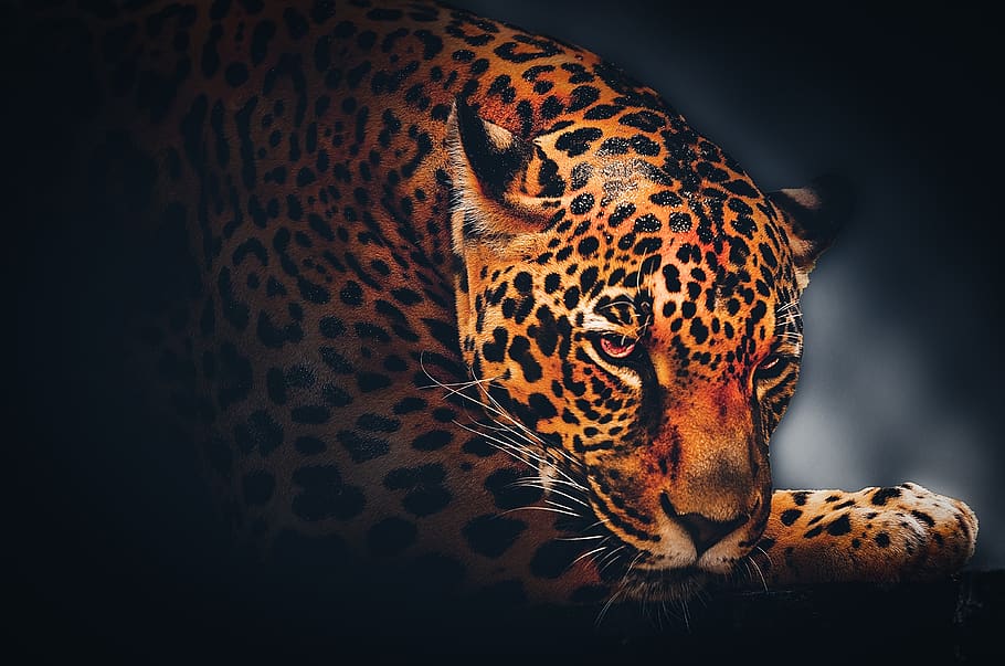 wallpaper, background, jaguar, wildlife, animal, leopard, nature, safari, wild, exotic