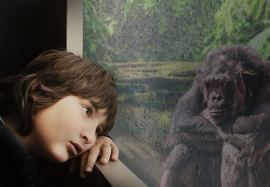boy, chimpanzee, window, raindrop, rainforest, jungle, outlook, melancholy, boredom, review