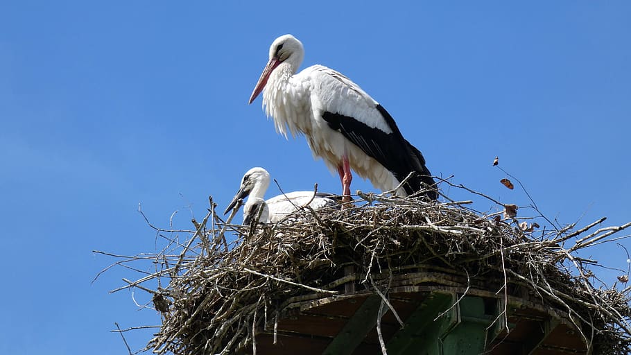 stork, nest, chick, baby, flock, bird, animal nest, white stork, animal wildlife, animals in the wild