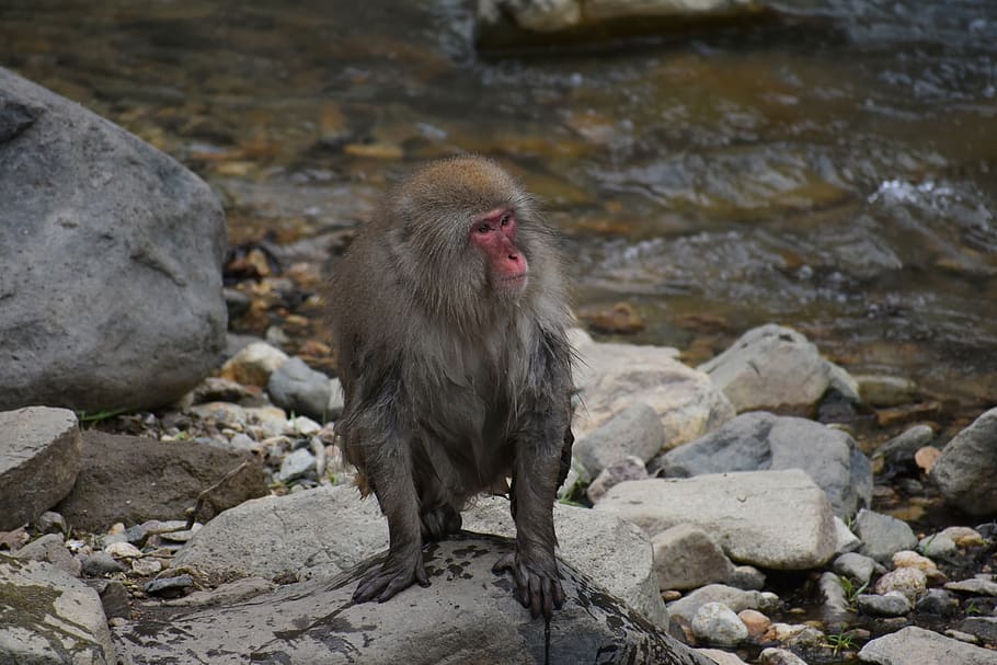 animal, mono, macaco japonés bebé comiendo hojas, mono de nieve, aguas termales, río, kawahara, japón, prefectura de nagano, estado de hokushin