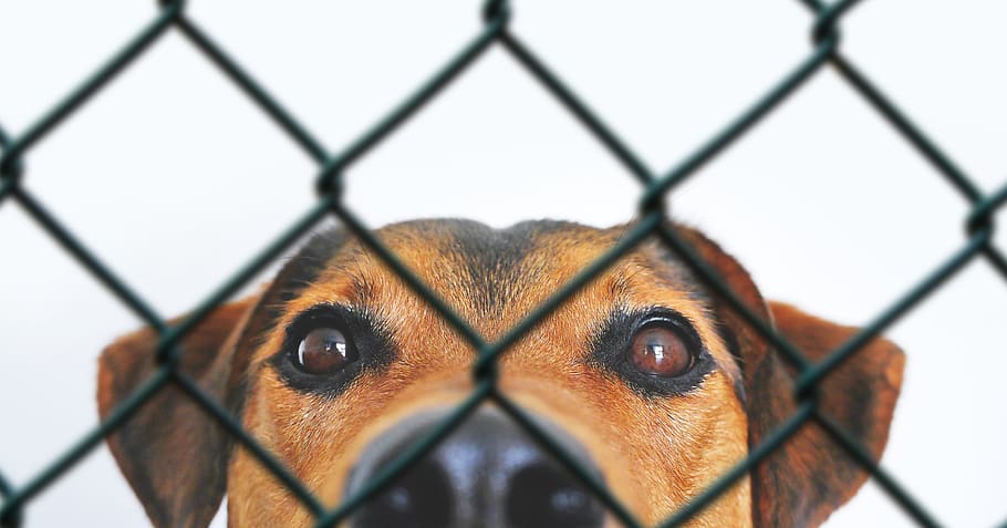 dog, animal, pet, view, dog look, grid, fence, animal welfare, eyes, dog eyes