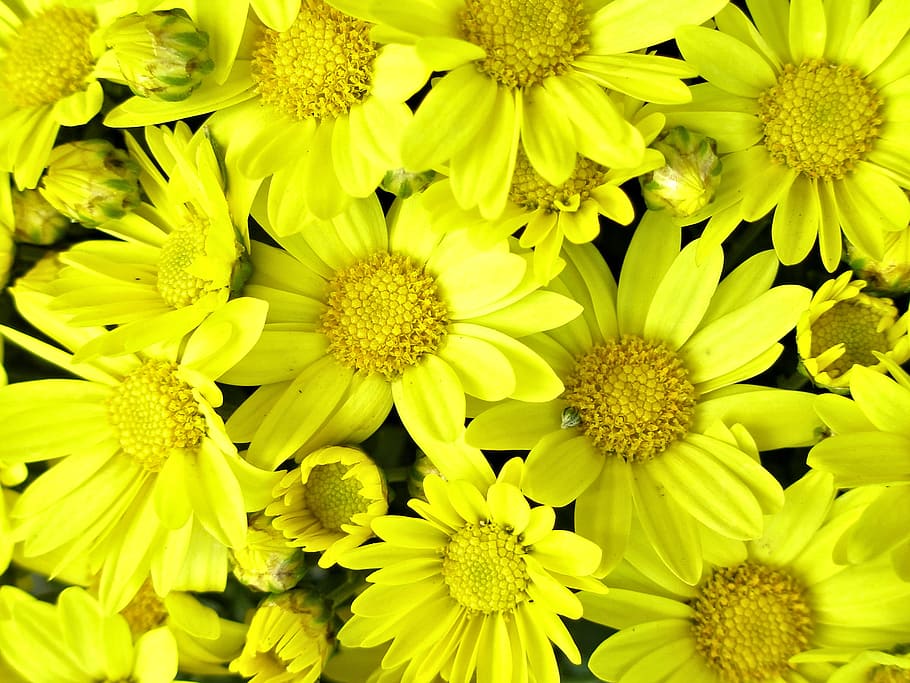 brillante, amarillo, crisantemo de tipo margarita que florece en otoño, agrega, alegre, acento, jardines, bien, más fresco, temporada de otoño