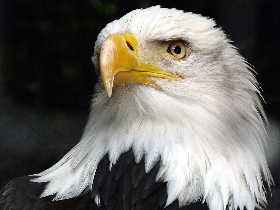 o animal, águia de cauda branca, águia americana, ave de rapina, fechar-se, plumagem, olhos, raptor, retrato, voador