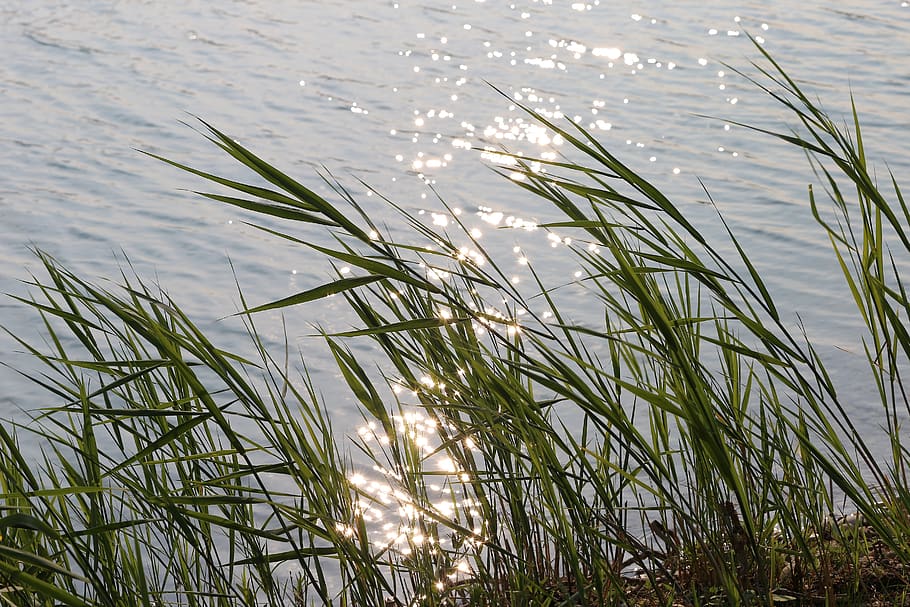 danau, air, tebu, angin, suasana hati, matahari, refleksi, tenang, meditatif, alam