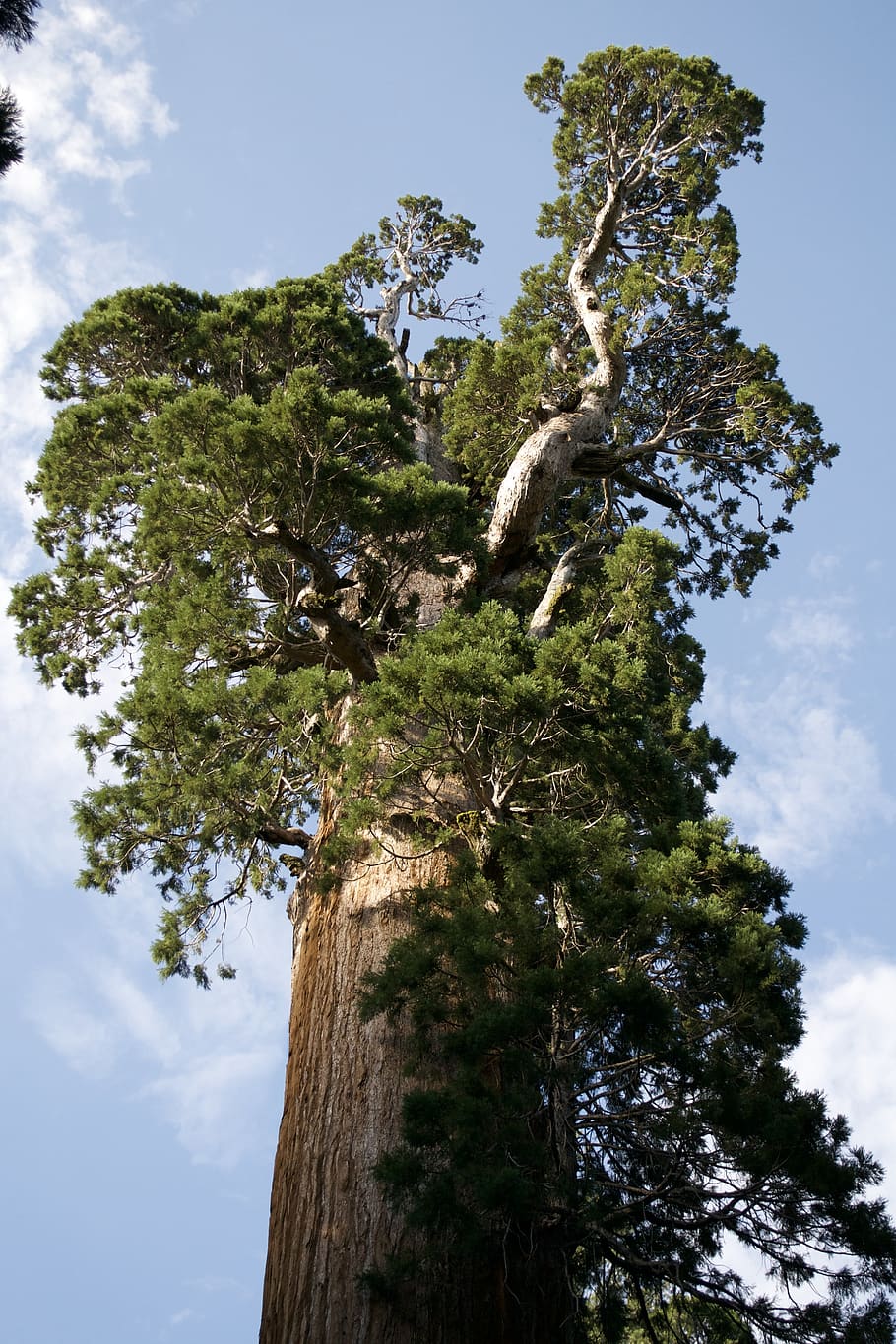 califórnia, natureza, ambiente, árvore, bosques, gigante, tronco, geral lee, planta, céu