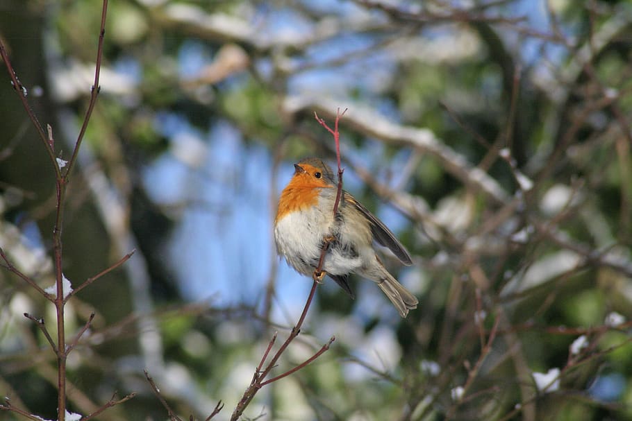 robin, bird, songbird, nature, animal, winter, garden bird, chirp, tweet, chirrup