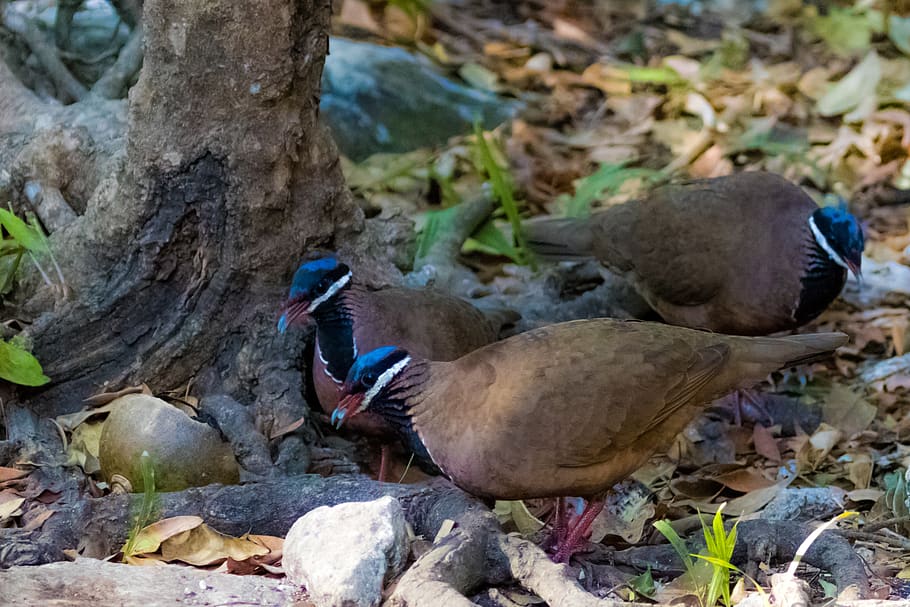 cuba, pigeon, bird, blue-headed quail-dove, endemic, birding, 11-30-18, animal themes, vertebrate, animals in the wild