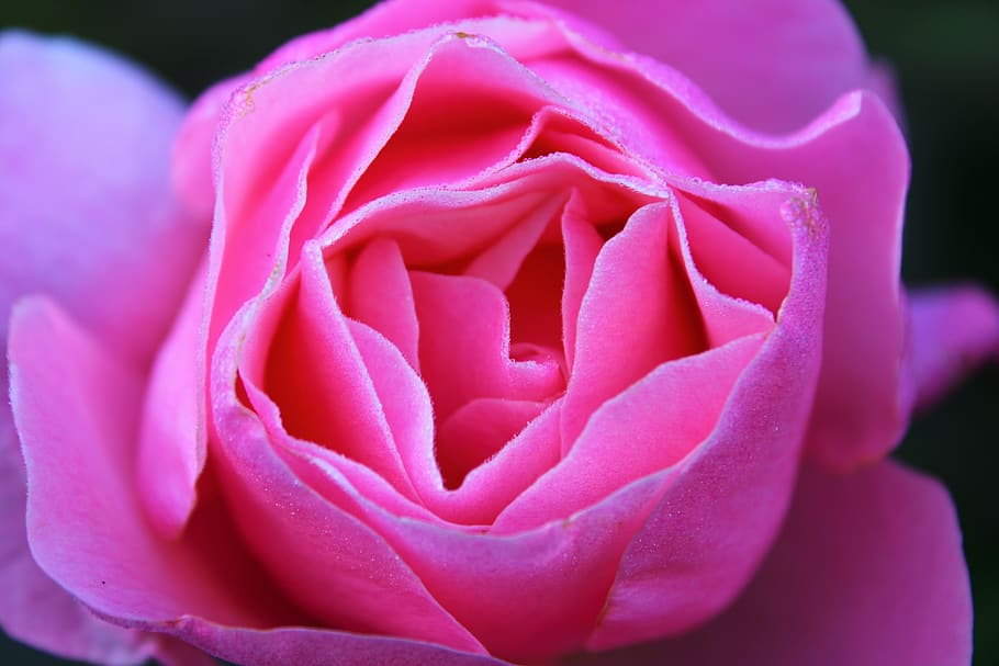 pink rose, dew drops, feeling, rose, pink, the roses bloom, bloom, flower, pink roses, roses flowers