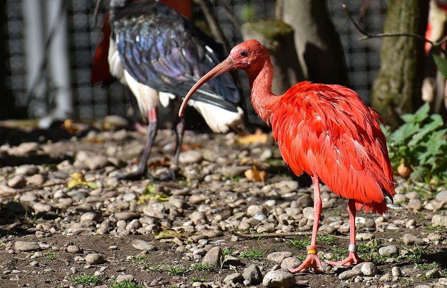 ibis, eudocimus ruber, escarlata ibis, ibis rojo, plumaje, zoológico, animal, tierpark hellabrunn, pájaro, temas de animales