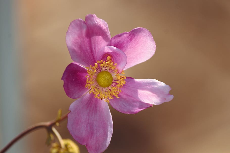 fall anemone, anemone hupehensis, blossom, bloom, pink, flower, garden plant, park plant, ornamental plant, hahnenfußgewächs