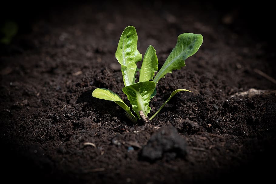 lettuce seedling, salad, garden, green, plant, seedling, vegetable garden, edible, small, vegetable plant