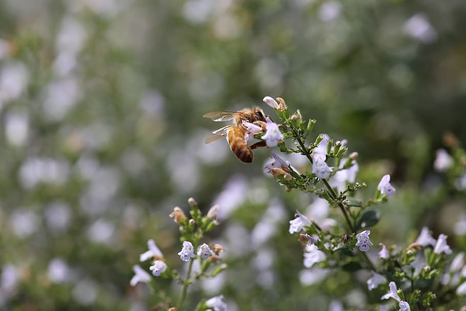 honeybee, bee, insect, flower, mint, pollinate, apiary, honey, garden, flowering plant