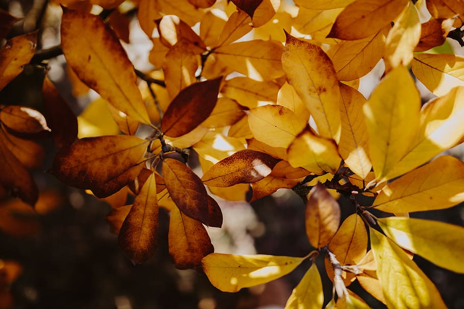 amarillo, hojas, magnolia, otoño, naranja, naturaleza, hoja, Close-up, planta, parte de la planta