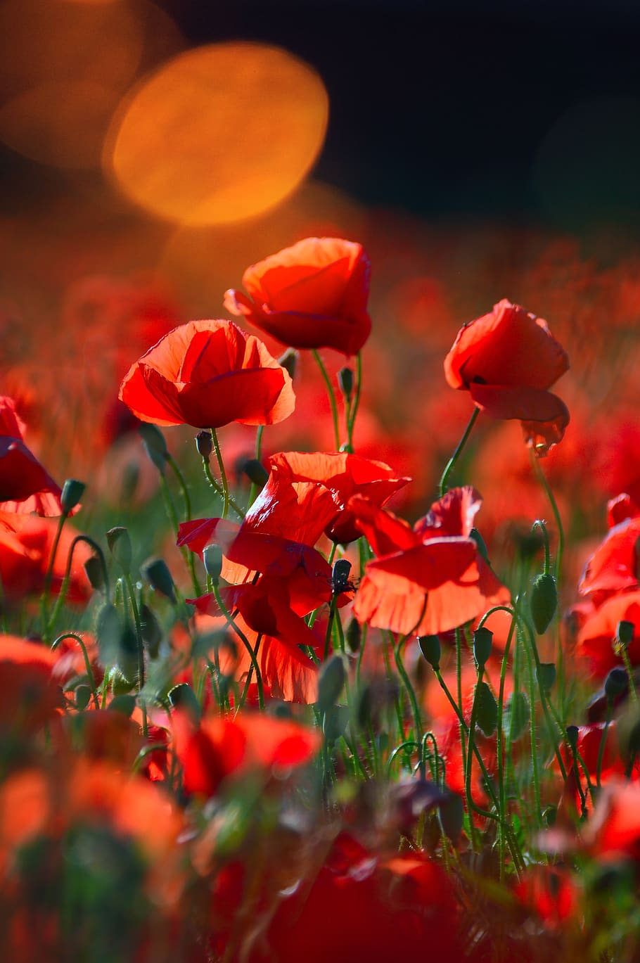red, red poppy, poppy, field, meadow flower, nature, flower, plant, red flower, summer plants