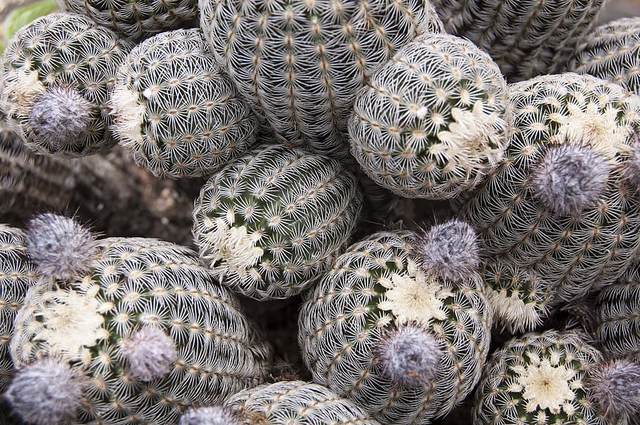 cactus, flower, nature, texas, botanical, outdoor, barrel cactus, desert, garden, prickly cactus