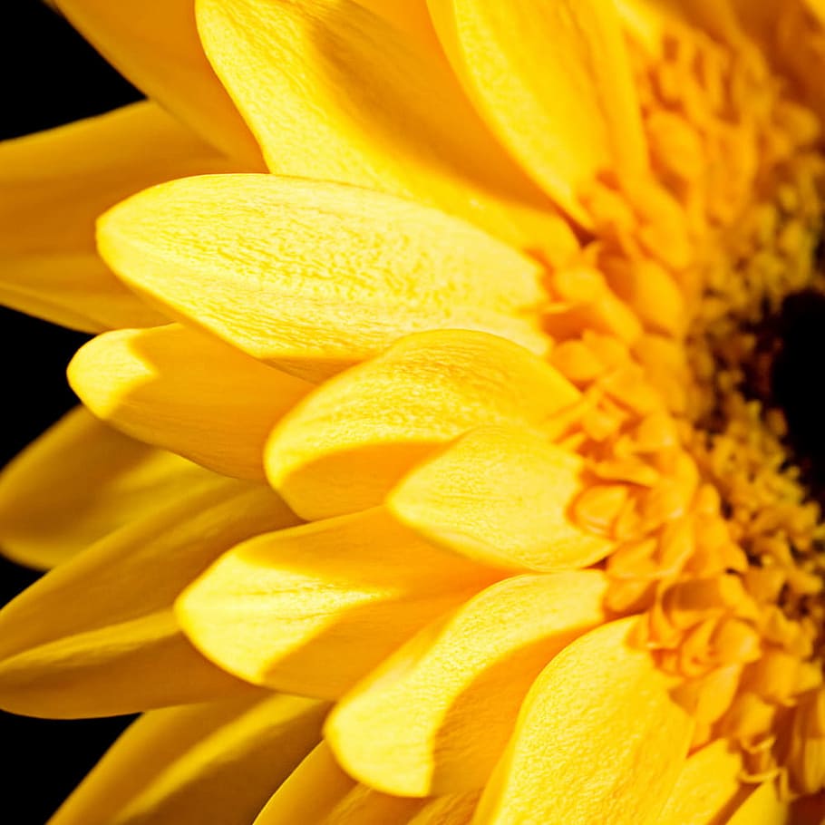 bunga matahari, kuning, latar belakang, cantik, mekar, botani, daisy, flora, bunga, gerbera