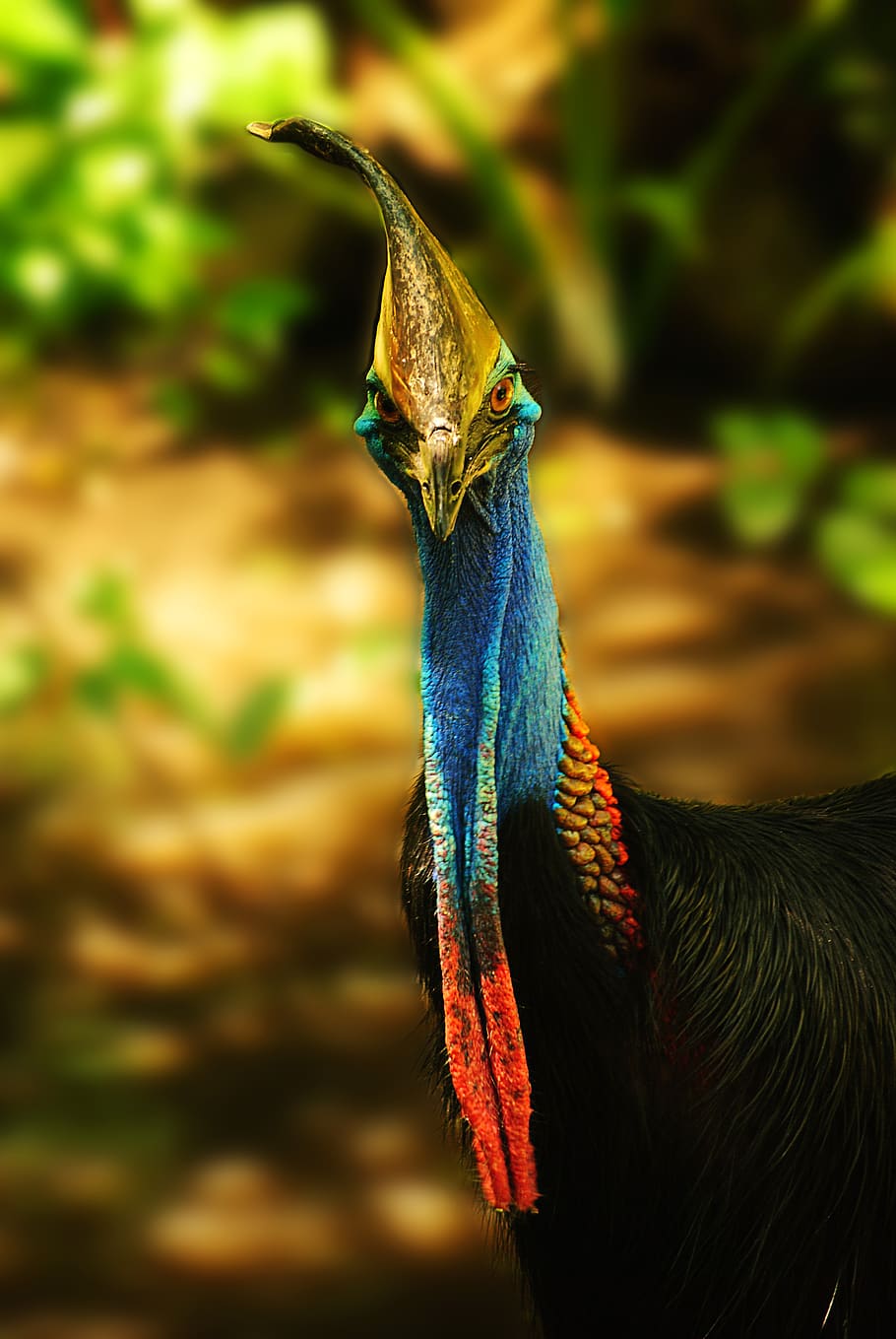 cassowary, bird, nature, animal, beak, wildlife, wild, feather, outdoor, majestic