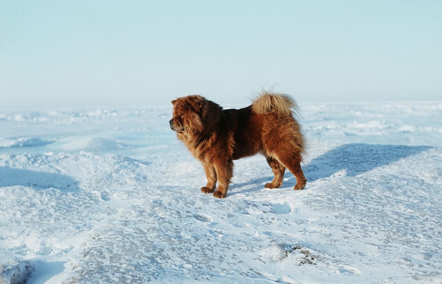 baltic sea, total frozen, chow chow, ice tank, ice, winter, frost, snow, mammal, animal themes