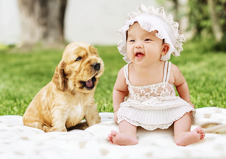 baby, dog, animal, cute, pet, puppies, puppy, sweet, young, child