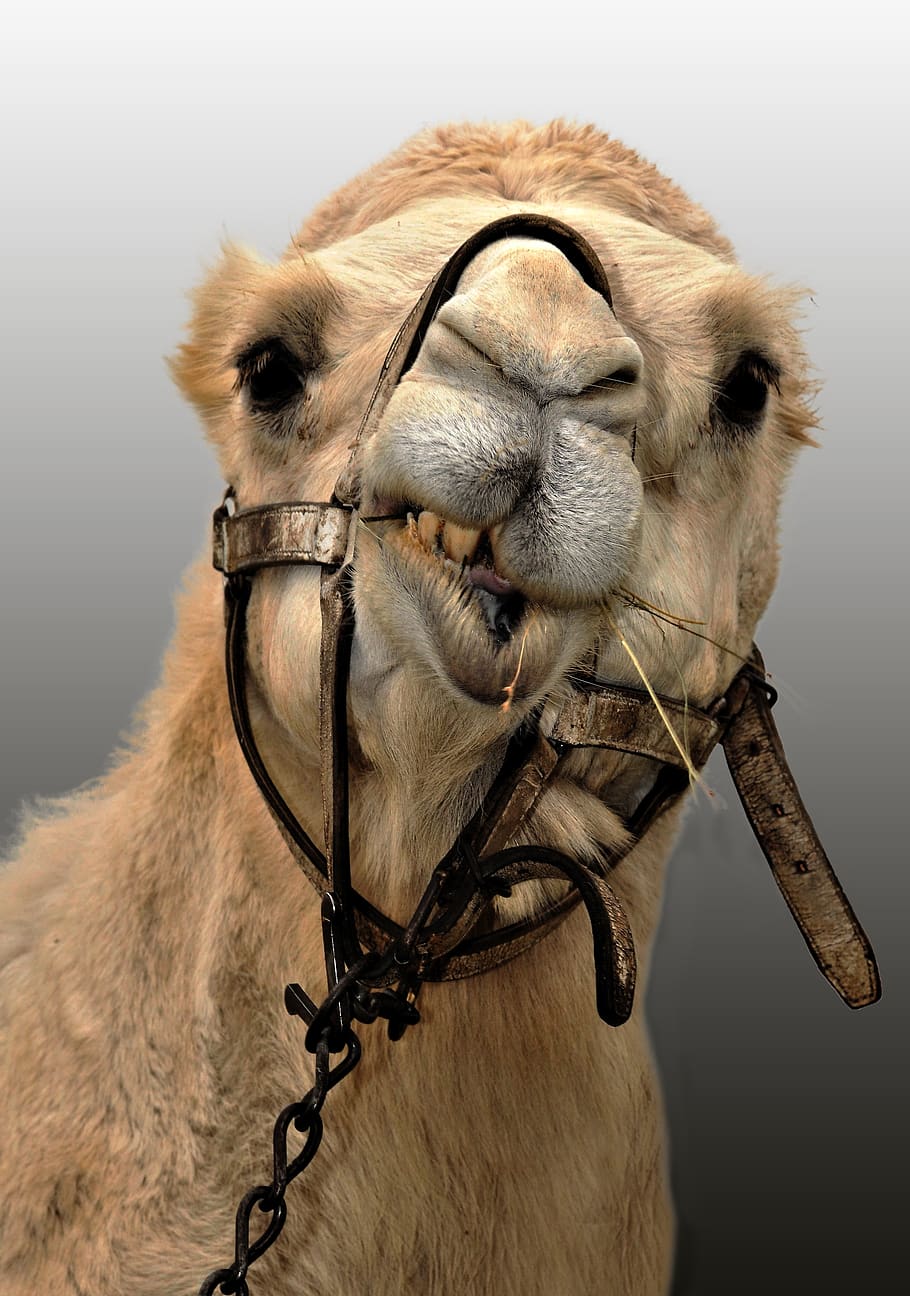 camelo, ruminante, deserto, mamíferos, cabeça, engraçado, dente, natureza, kicker, retrato