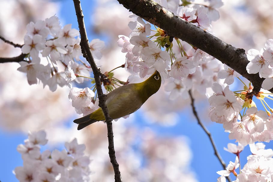 animal, plant, wood, flowers, cherry blossoms, bird, wild birds, japanese white-eye, nectar, seasonal