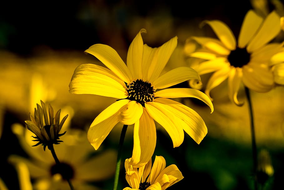 rudbeckia, flowers, contrast, yellow, macro, nature, flowering plant, flower, fragility, vulnerability