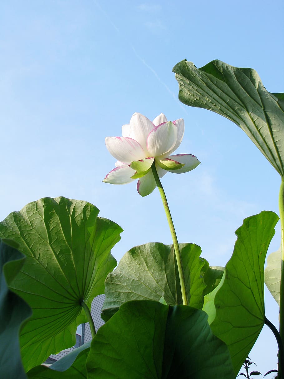 loto, planta, blanco, bloom, zen, exótico, flor de loto, acuático, verano, naturaleza