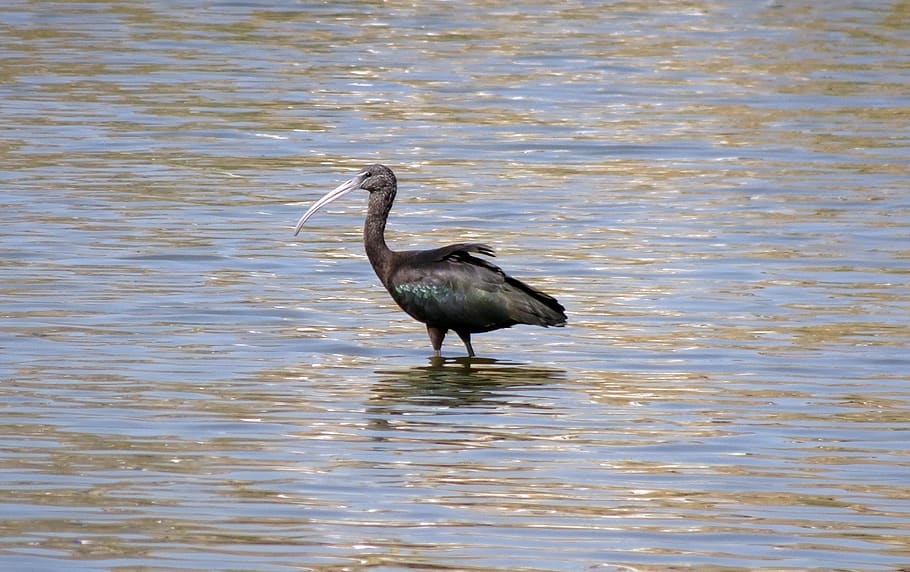 bird, glossy ibis, wader, plegadis falcinellus, wading bird, nature, wildlife, animal, water, fauna