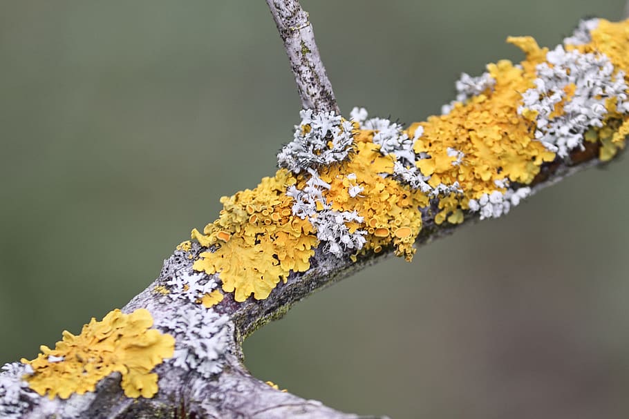 lichen, branch, yellow lichen, xanthoria parietina, oak moss, evernia prunastri, fouling, overgrown, mykobionten, nature