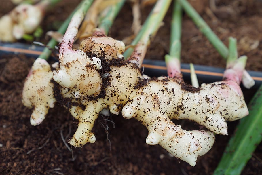 ginger harvest, ginger, farming, soilless farming, organic farming, asian farm, close-up, growth, plant, focus on foreground