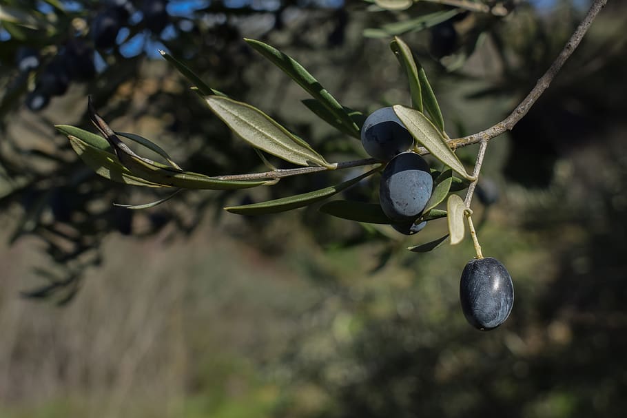 olives, fruit, nature, food, branch, leaf, olive tree, agriculture, mediterranean, cyprus