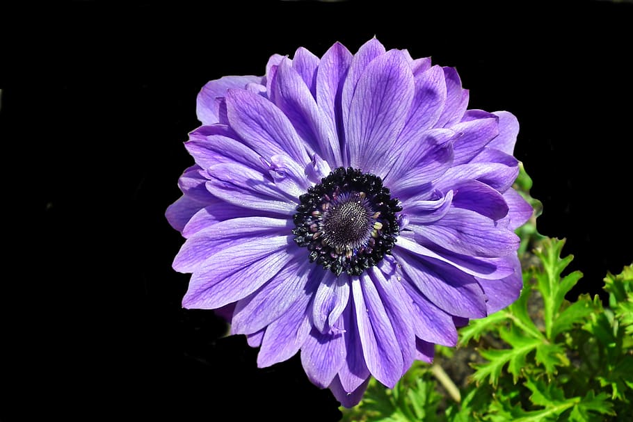 anemone, flower, blue, spring, garden, jaskrowate, macro, beautiful, nature, closeup