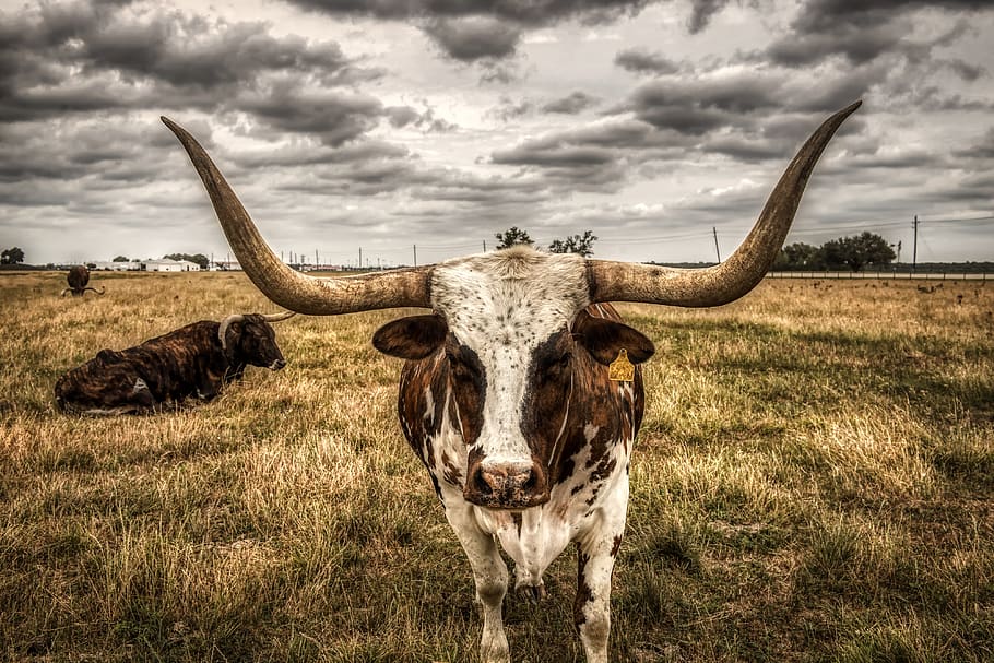 longhorn, boi, gado, animais, pôr do sol, crepúsculo, prado, campo, pasto, rancho