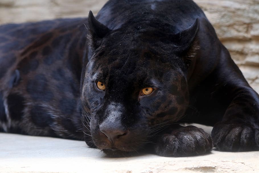 panther hitam, jaguar, kucing, predator, kebun binatang, satu hewan, hewan, tema hewan, mamalia, hewan peliharaan