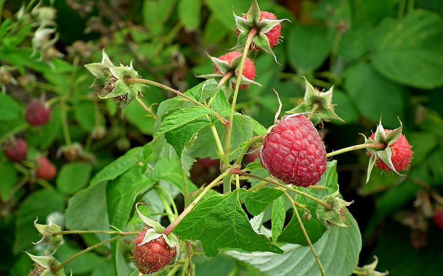 raspberries, fruit, vitamins, summer, bio, mature, garden, bush, leaf, plant part