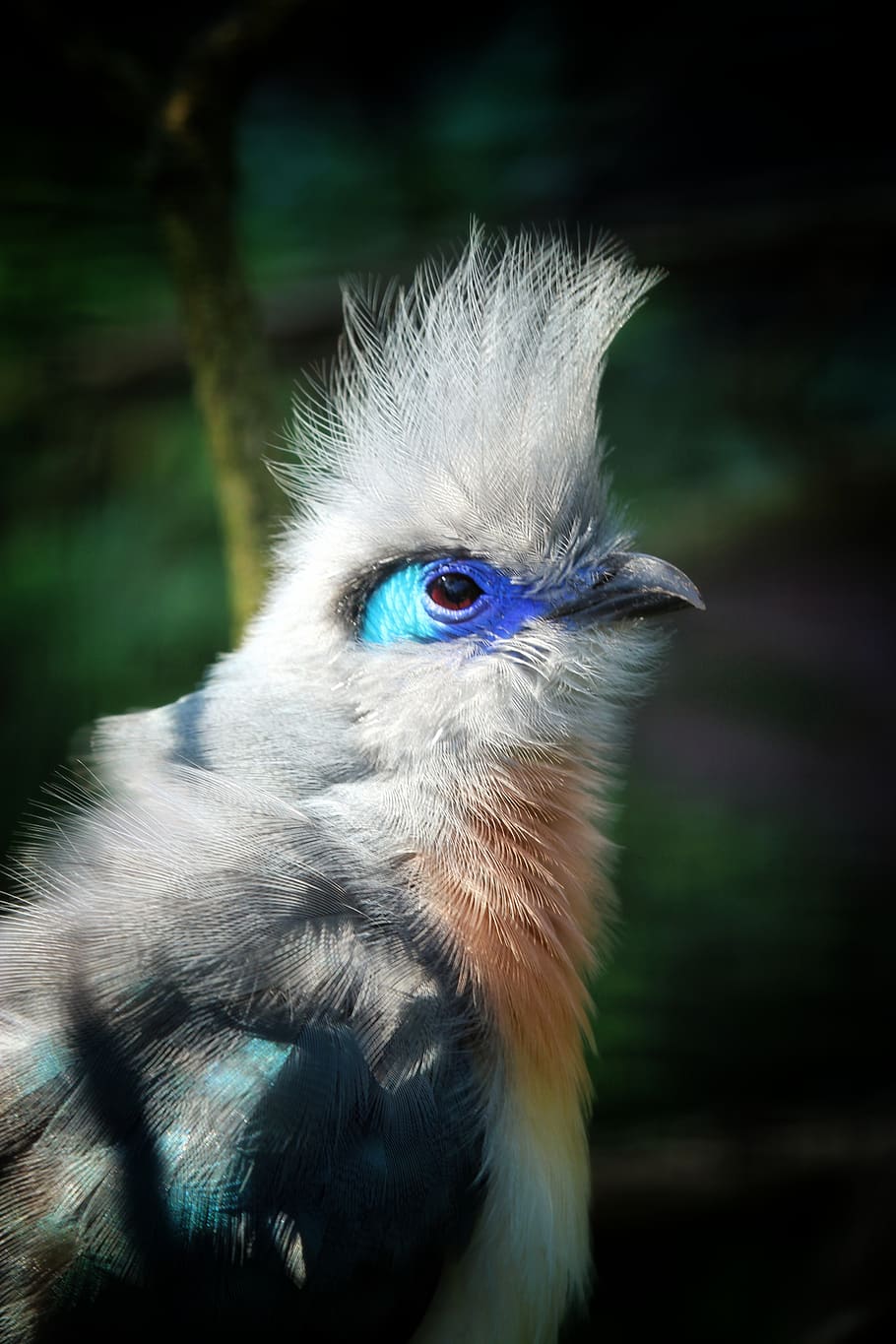 dome're cuckoo, cuckoo, madagascar, bird, hood, feather, close up, eye, blue, cute