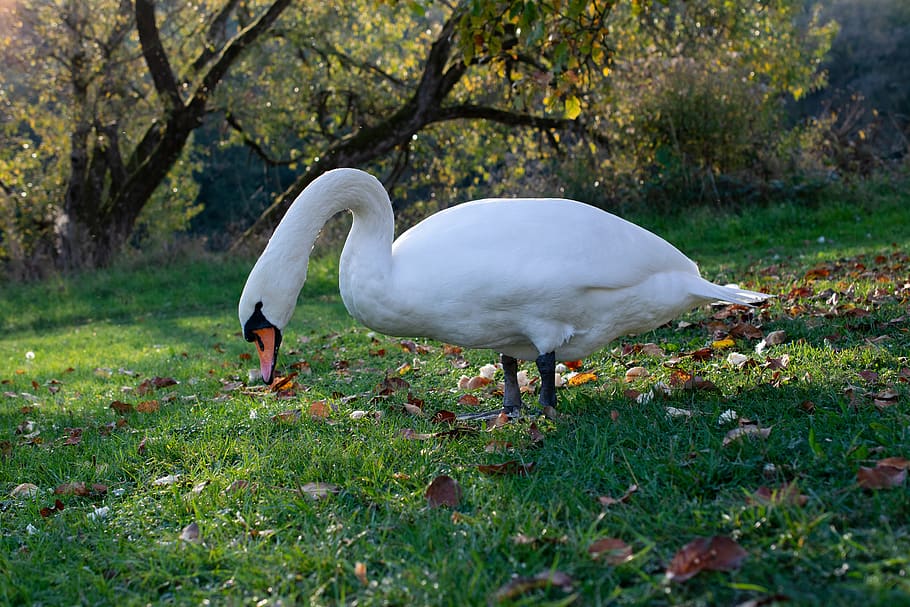 mute swan, swan, ducks, duck bird, water bird, swans, animal world, nature, animal, poultry