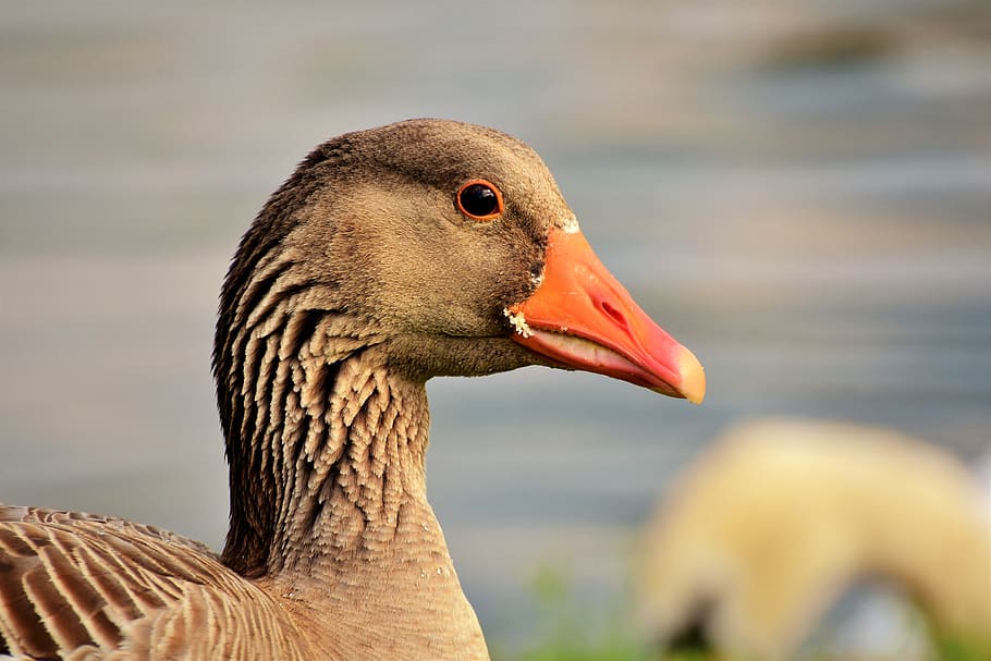 goose, poultry, bird, bill, domestic goose, plumage, goose beak, head, greylag goose, feather