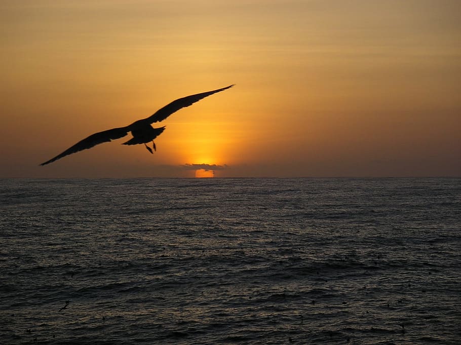 flying, seagull, gull, bird, animal, wild, nature, sea, ocean, sunset