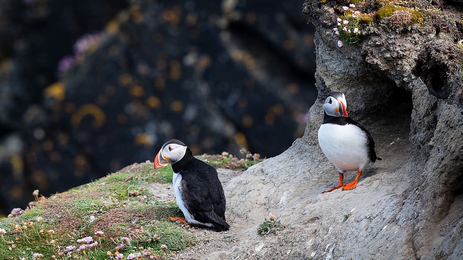 puffins, birds, cliff, puffin, nature, wildlife, sea, colorful, rock, shetland