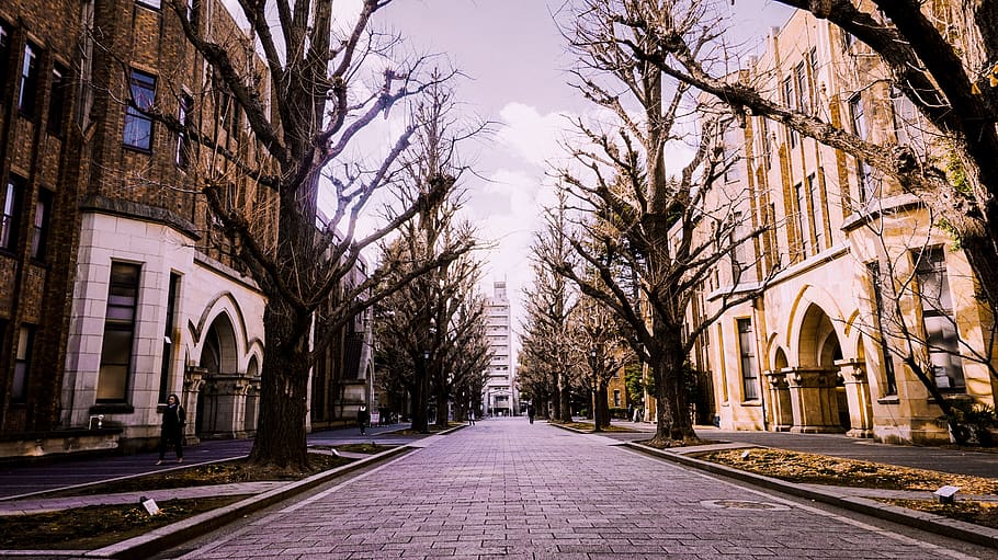 winter, japan, university of tokyo, building, architecture, tree, the way forward, direction, building exterior, built structure