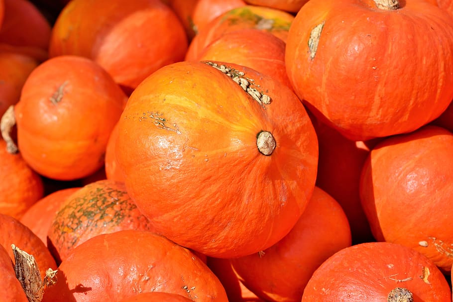 pumpkin, fruit, autumn, cucurbita maxima, choose, large, huge, food, vegetables, edible