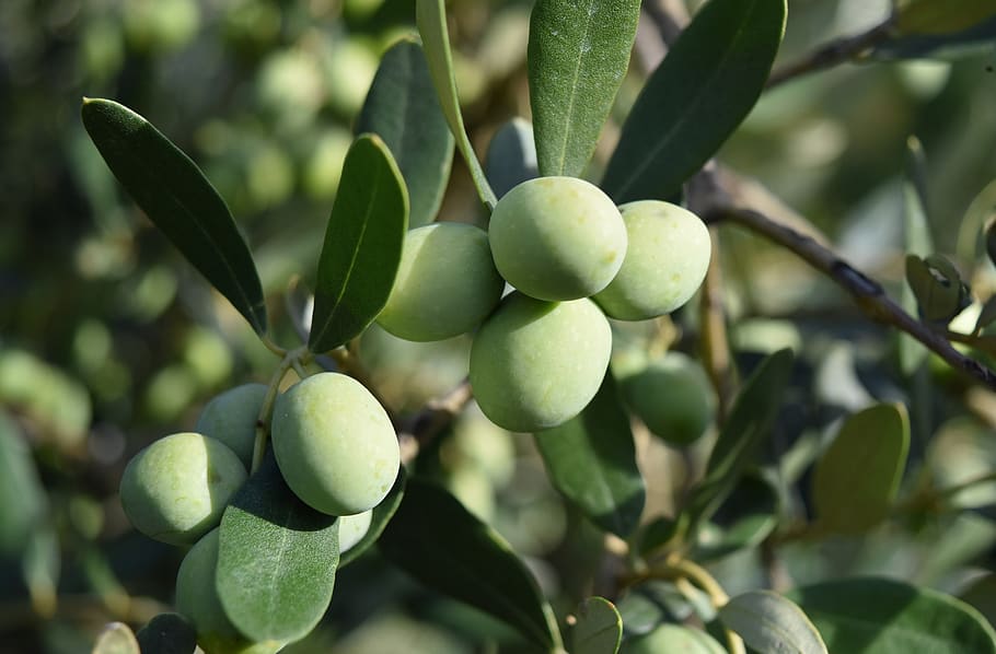 olivo, pohon zaitun, zaitun, mediterania, alimentari, makanan, minyak, hijau, oliva, kebun zaitun