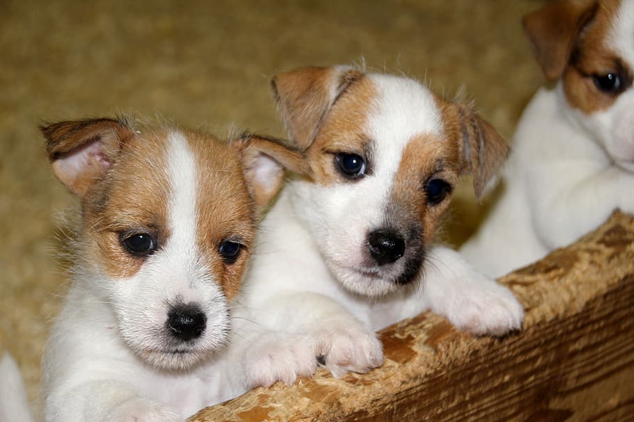 dog, pet, baby, jack russell, puppy, mammal, domestic, animal themes, pets, canine