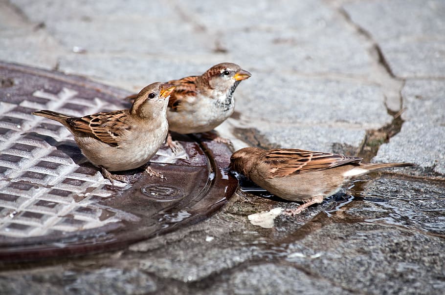 sparrow, bird, drink, water, ground, close up, cute, sperling, songbird, sunshine