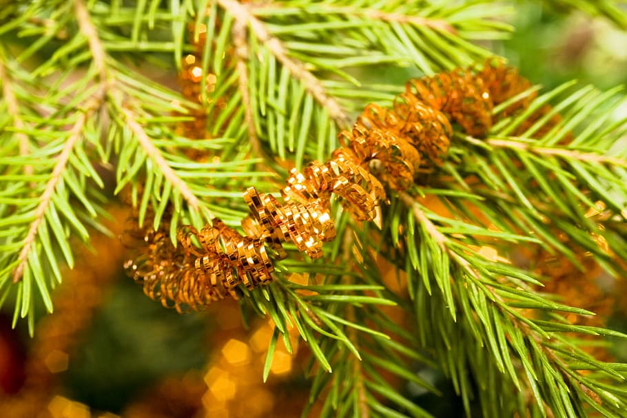 latar belakang, cabang, natal, pohon-natal, konifer, termasuk jenis pohon jarum, dekorasi, cemara, riang, pinus