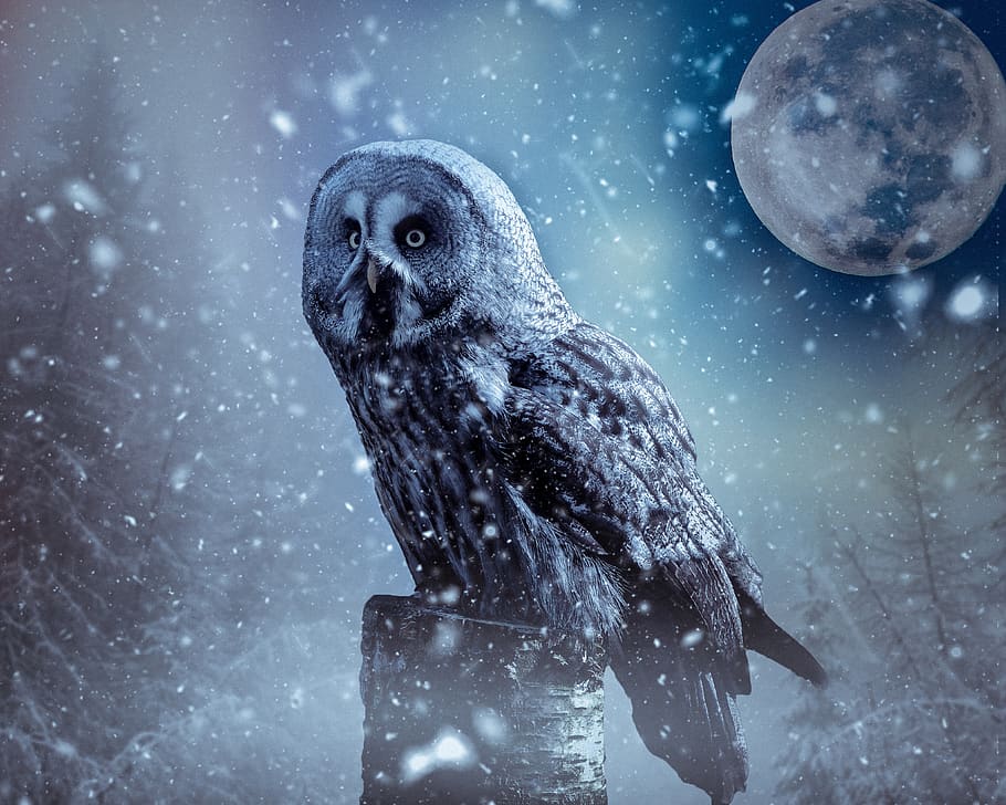 owl, moon, atmosphere, nature, art, mystical, fog, light, dramatic, snow
